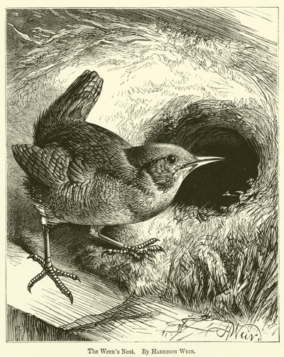 El Nido de los Wrens de Harrison William Weir