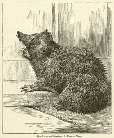 Timothy, nuestro erizo mascota de Harrison William Weir