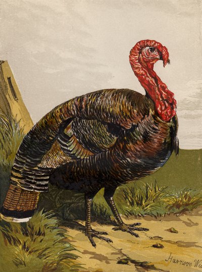 Pavo de Harrison William Weir