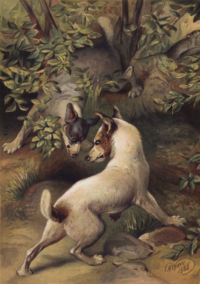 Dos perros tratando de llegar a un charco de agua para beber (chromolitho) de Harrison William Weir