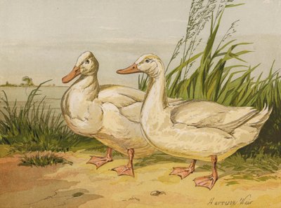 Patos Aylesbury Blancos (cromolitografía) de Harrison William Weir