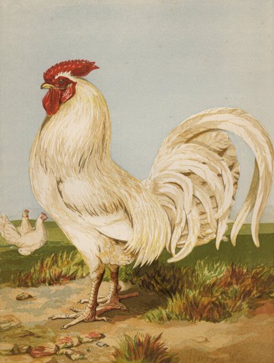Dorking Blanco de Harrison William Weir