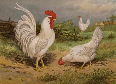 Leghorns Blancos de Harrison William Weir