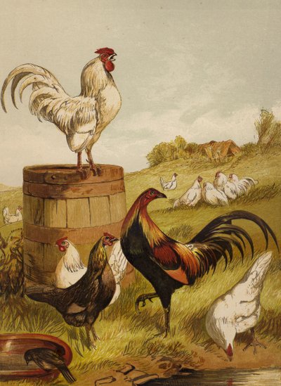 Gallos y gallinas de pelea de Harrison William Weir