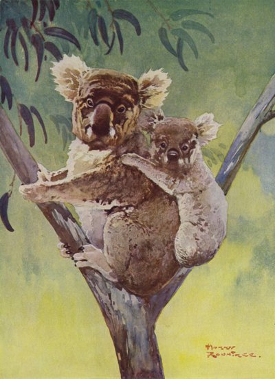 Oso koala abd joey en un eucalipto, Australia (litografía en color) de Harry Rountree