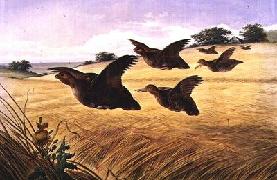 Una bandada de codornices de Harry Bright