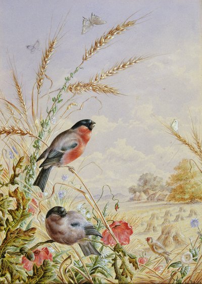 Camachuelos en un campo de cosecha de Harry Bright