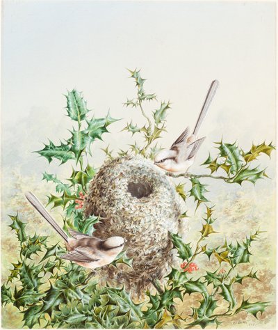 Pájaros Coral y su Nido en un Acebo de Harry Bright