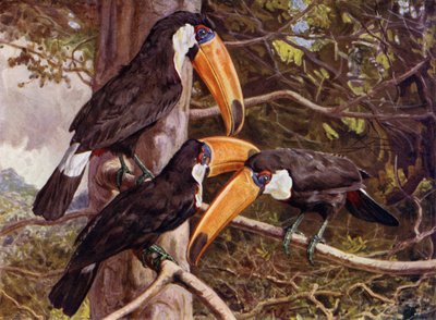 Un grupo de tucanes toco de Harry Hamilton Johnston
