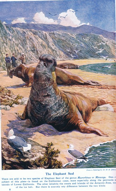 El Elefante Marino, ilustración de 