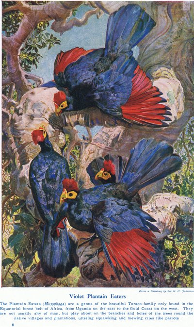 Comedores de plátano violeta, ilustración de 