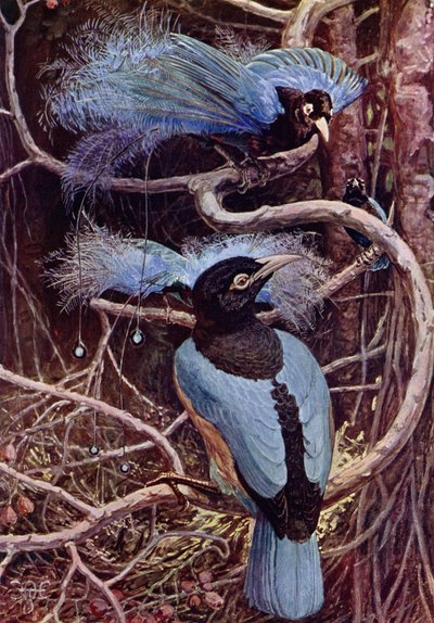 El pájaro azul del paraíso de Harry Hamilton after Johnston