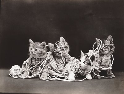 Serie Gatitos: Tangled in Yarn, c.1914 (grabado en plata) de Harry Whittier Frees