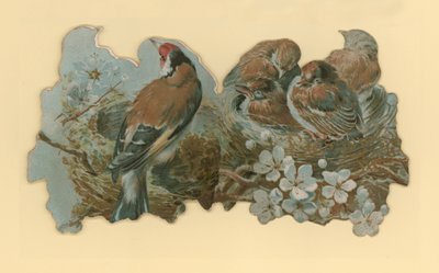 Aves de Hector Giacomelli