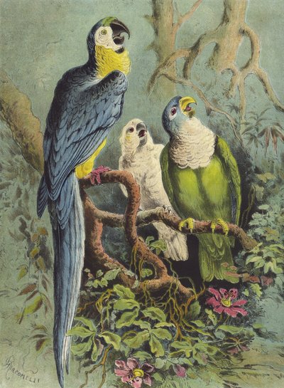 Loros de Hector Giacomelli