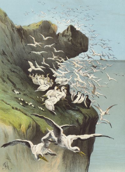 Gansos Solan de Hector Giacomelli