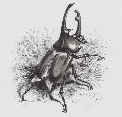 El Insecto: Escarabajo de Hector Giacomelli