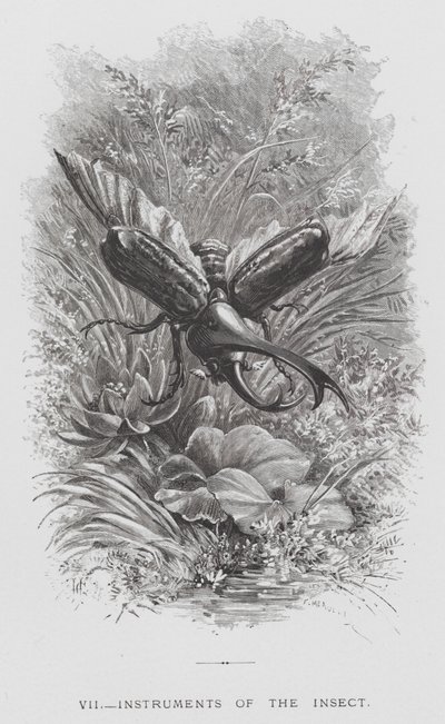 El Insecto: Instrumentos del Insecto de Hector Giacomelli