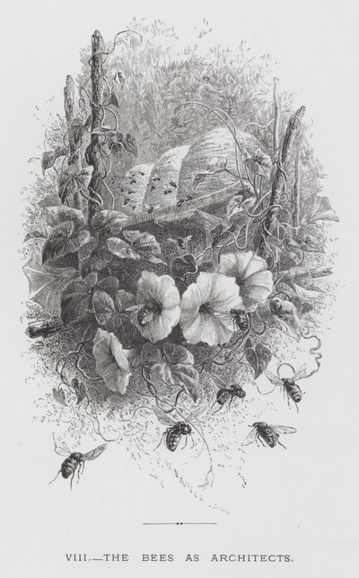 El insecto: Las abejas como arquitectas de Hector Giacomelli