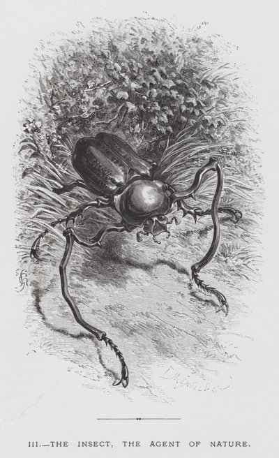 El insecto: El insecto, el agente de la naturaleza de Hector Giacomelli