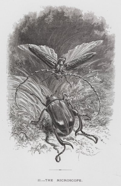 El Insecto: El Microscopio de Hector Giacomelli
