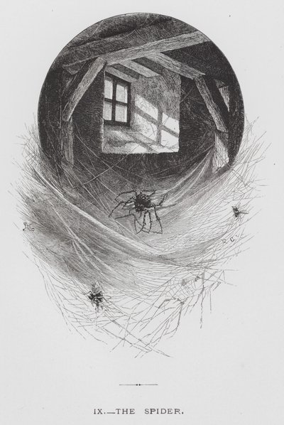 El insecto: La araña de Hector Giacomelli