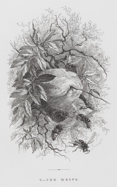 El insecto: Las avispas (grabado) de Hector Giacomelli
