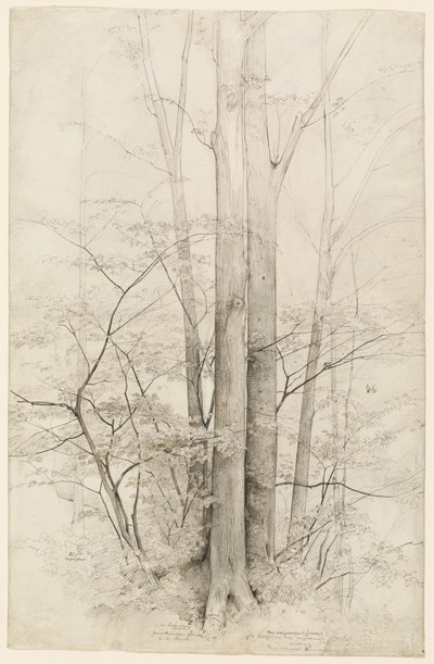 Un grupo de árboles de Heinrich Dreber