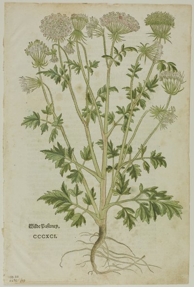 Hoja del Nuevo Kreuterbuch de Leonhart Fuchs, lámina 97 de Xilografías de Libros del Siglo XVI de Heinrich Füllmaurer