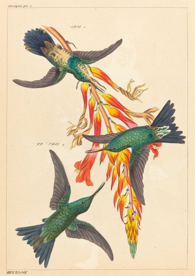 Tres colibríes con planta de Heinrich Gottlieb Ludwig Reichenbach