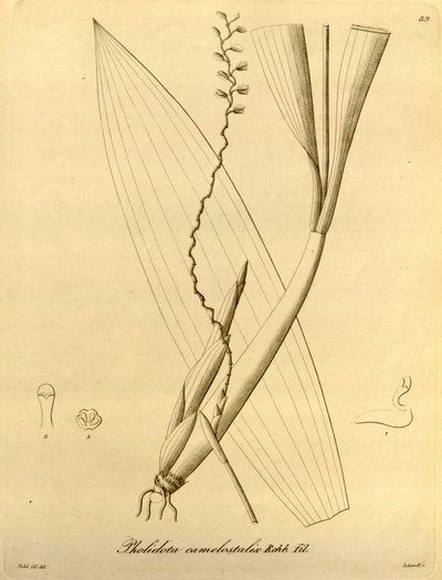 Ilustración de Pholidota camelostalix de Heinrich Gustav Reichenbach