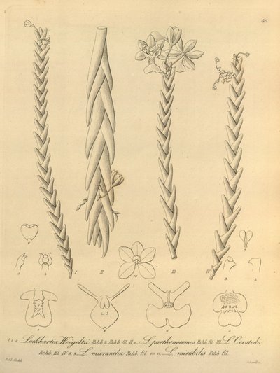 Lockhartia - Xenia vol 1 (1858) fig 40 de Heinrich Gustav Reichenbach
