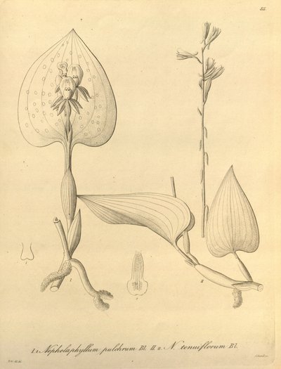 Este archivo procede de la Biodiversity Heritage Library, y está disponible en línea en biodiversitylibrary.org/page/696488 de Heinrich Gustav Reichenbach