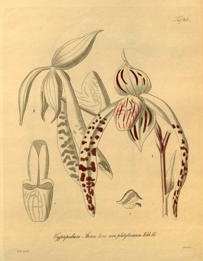 Este archivo procede de la Biodiversity Heritage Library, y está disponible en línea en biodiversitylibrary.org/page/698357 de Heinrich Gustav Reichenbach