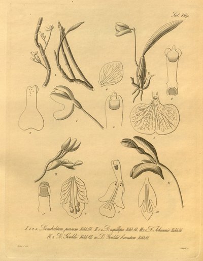 Este archivo procede de la Biodiversity Heritage Library, y está disponible en línea en biodiversitylibrary.org/page/698365 de Heinrich Gustav Reichenbach