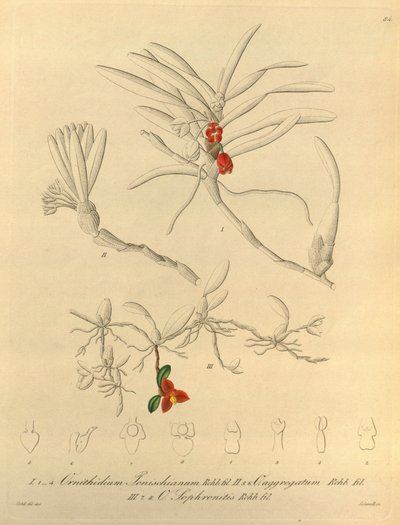Este archivo procede de la Biodiversity Heritage Library, y está disponible en línea en biodiversitylibrary.org/page/696484 de Heinrich Gustav Reichenbach