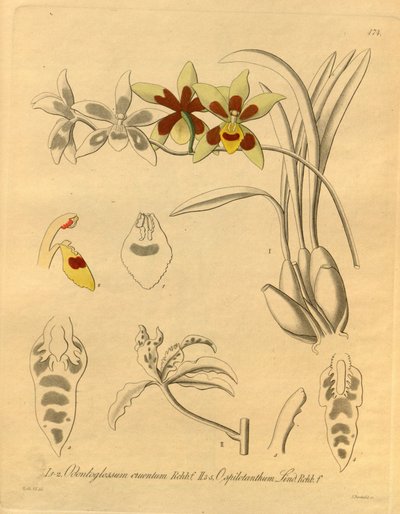 Este archivo procede de la Biodiversity Heritage Library, y está disponible en línea en biodiversitylibrary.org/page/698370 de Heinrich Gustav Reichenbach