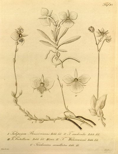 Este archivo procede de la Biodiversity Heritage Library, y está disponible en línea en biodiversitylibrary.org/page/696497 de Heinrich Gustav Reichenbach