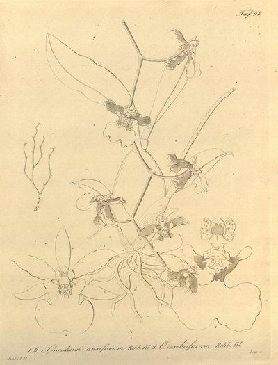 Este archivo procede de la Biodiversity Heritage Library, y está disponible en línea en biodiversitylibrary.org/page/696498 de Heinrich Gustav Reichenbach