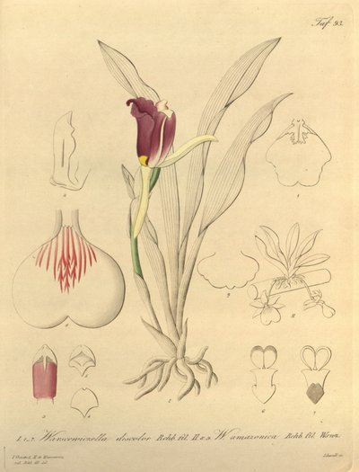 Este archivo procede de la Biodiversity Heritage Library, y está disponible en línea en biodiversitylibrary.org/page/696493 de Heinrich Gustav Reichenbach