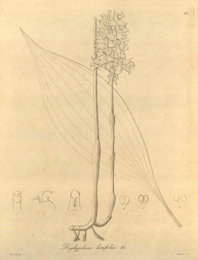 Este archivo procede de la Biodiversity Heritage Library, y está disponible en línea en biodiversitylibrary.org/page/696480 de Heinrich Gustav Reichenbach