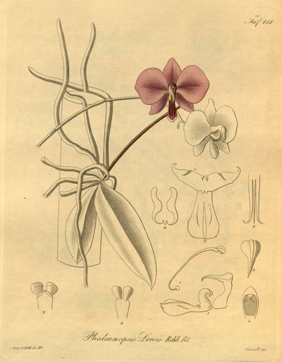 Este archivo procede de la Biodiversity Heritage Library, y está disponible en línea en biodiversitylibrary.org/page/698347 de Heinrich Gustav Reichenbach