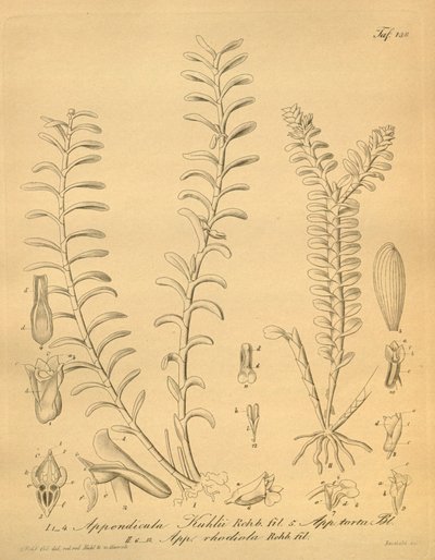 lustraciones de Appendicula kuhlii de Heinrich Gustav Reichenbach