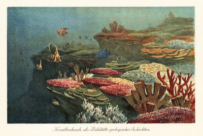 Antiguos arrecifes de coral en el fondo del océano. de Heinrich Harder