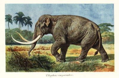 Mamut colombino especie extinguida de mamut, Pleistoceno.,1908 (Imprimir) de Heinrich Harder