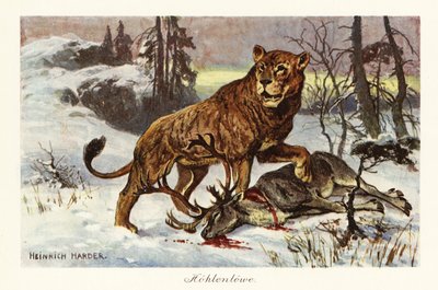 León de las cavernas de Eurasia, Panthera spelaea.,1908 (Imprimir) de Heinrich Harder