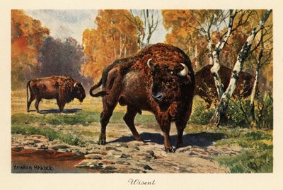 Bisonte europeo o zubr en un claro del bosque. de Heinrich Harder