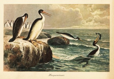 Hesperornis regalis, ave no voladora extinguida, Cretácico. de Heinrich Harder