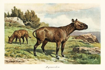 Hyracodon, género extinto de mamífero con forma de poni, Oligoceno. ,1908 (Imprimir) de Heinrich Harder
