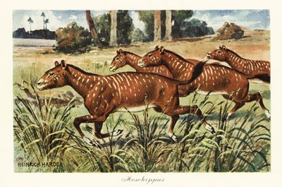 Mesohippus, género extinto de caballo primitivo.,1908 (Imprimir) de Heinrich Harder
